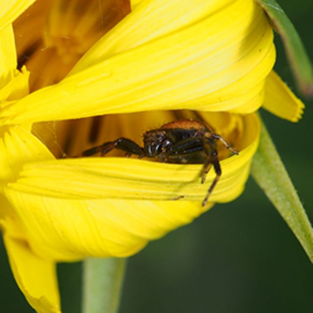 Synema globosum - Lunigiana (MS)